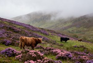 The Scottish Highlands