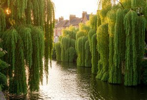 Cambridge