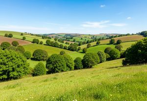 Box Hill, North Downs (Surrey)